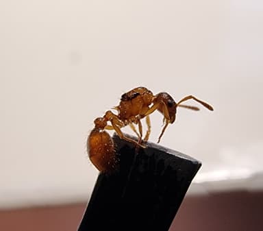 Myrmica ruginodis photo 58