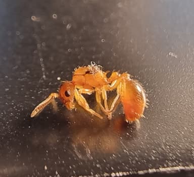 Myrmica ruginodis photo 59