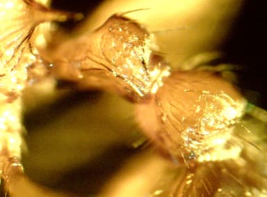 Myrmica ruginodis photo 60