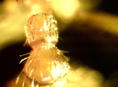 Myrmica ruginodis photo 61