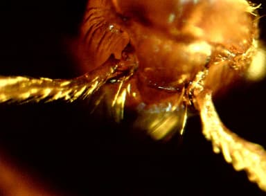 Myrmica ruginodis photo 62