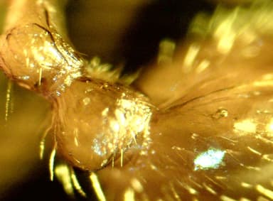 Myrmica ruginodis photo 63