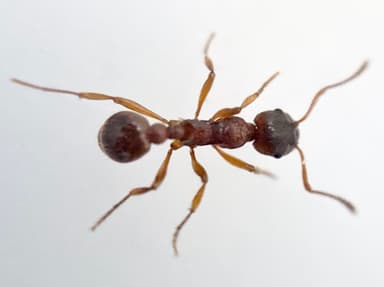 Myrmica ruginodis — colony photo 66