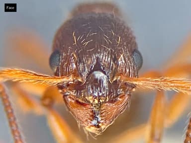 Myrmica ruginodis — colony photo 67