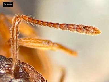 Myrmica ruginodis — colony photo 68