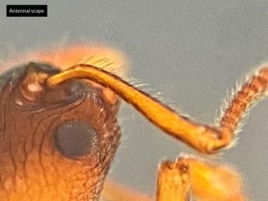 Myrmica ruginodis — colony photo 69