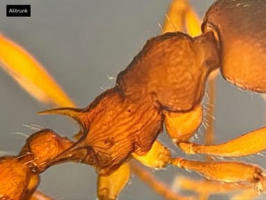 Myrmica ruginodis — colony photo 70