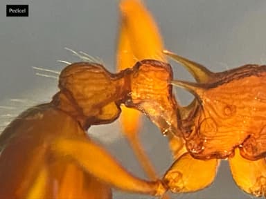Myrmica ruginodis — colony photo 71