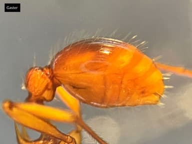 Myrmica ruginodis — colony photo 72