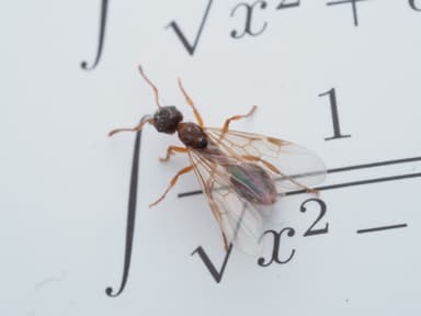 Myrmica ruginodis photo 73