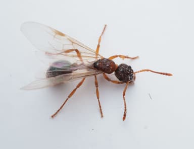 Myrmica ruginodis photo 74