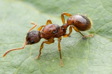 Myrmica ruginodis photo 75