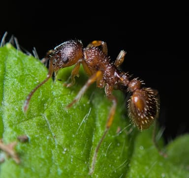 Myrmica ruginodis photo 77