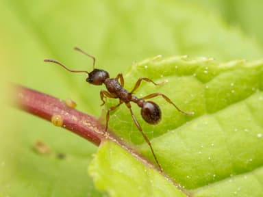 Myrmica ruginodis photo 78