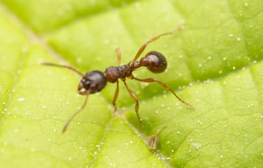 Myrmica ruginodis photo 79