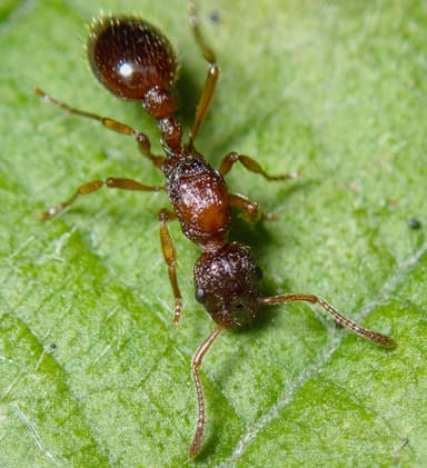 Myrmica ruginodis photo 80