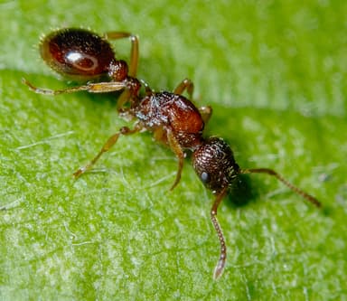 Myrmica ruginodis photo 81
