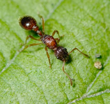 Myrmica ruginodis photo 82
