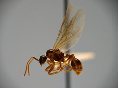 Myrmica ruginodis photo 83