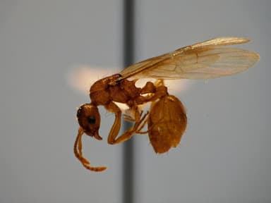 Myrmica ruginodis photo 84