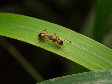 Myrmica ruginodis photo 85