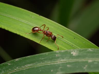 Myrmica ruginodis photo 86