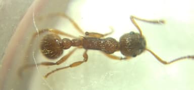 Myrmica ruginodis photo 87