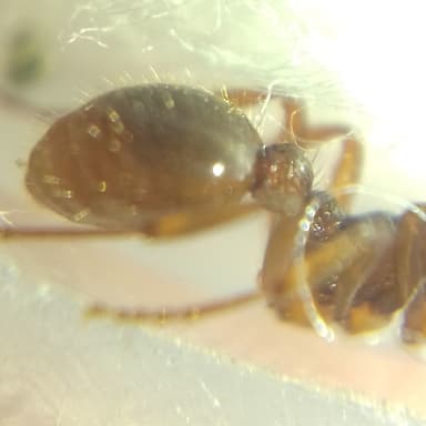 Myrmica ruginodis photo 88