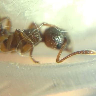 Myrmica ruginodis photo 89