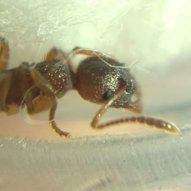 Myrmica ruginodis photo 90