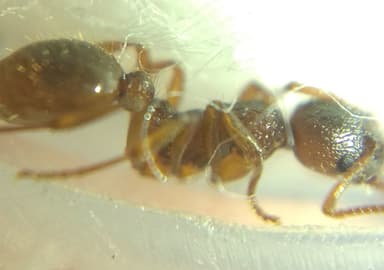 Myrmica ruginodis photo 91