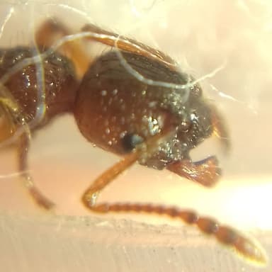 Myrmica ruginodis photo 92