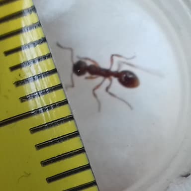 Myrmica ruginodis photo 93