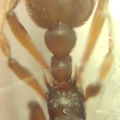 Myrmica ruginodis photo 94