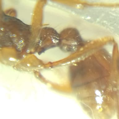 Myrmica ruginodis photo 95