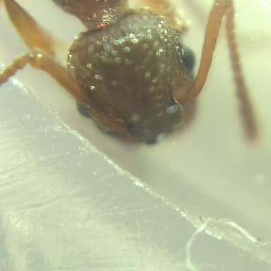 Myrmica ruginodis photo 97