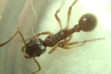 Myrmica ruginodis photo 98