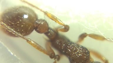 Myrmica ruginodis photo 99