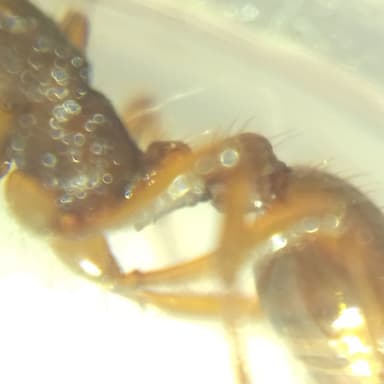 Myrmica ruginodis photo 100