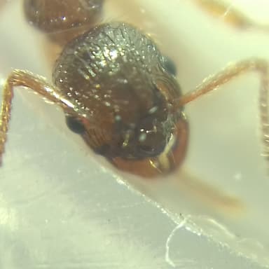 Myrmica ruginodis photo 101