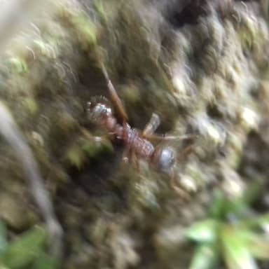 Myrmica ruginodis photo 102