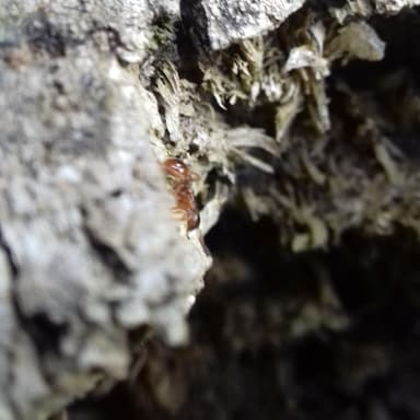 Myrmica ruginodis photo 103