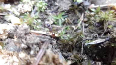 Myrmica ruginodis photo 104