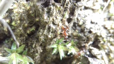 Myrmica ruginodis photo 105