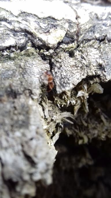 Myrmica ruginodis photo 106