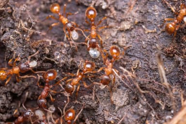 Myrmica ruginodis photo 110
