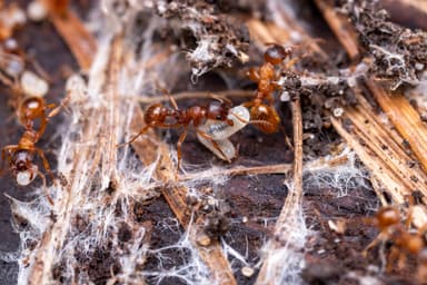 Myrmica ruginodis photo 111