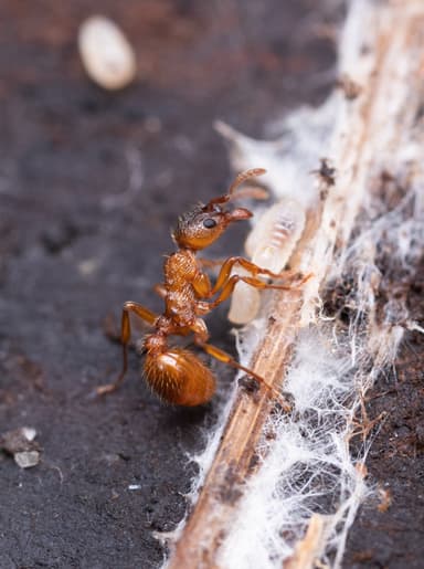 Myrmica ruginodis photo 112