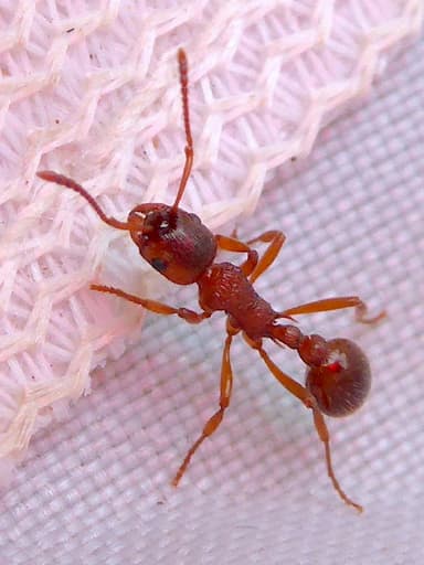 Myrmica ruginodis photo 113