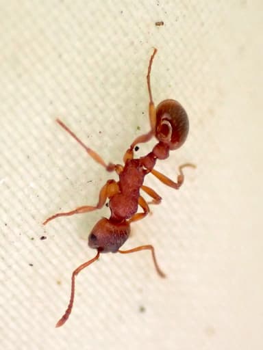Myrmica ruginodis photo 114